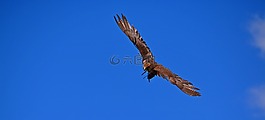 阿德勒,飛行,鳥