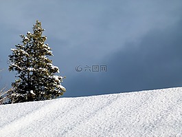 冬天,冷杉,樹