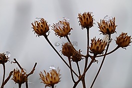 干,植物,冬天
