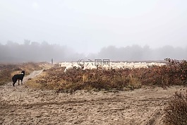 羊,原野,森林