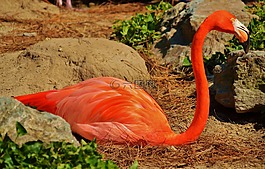 火烈鳥,鳥,野生動物