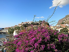 马德拉,花岛,葡萄牙