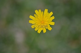 花,雛菊,花的
