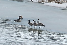 加拿大鵝,鳥,水禽