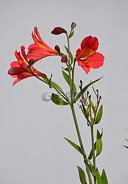 公主百合,鮮花,花的