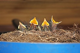 鳥,鳥巢,房子 rotschw?nzchen