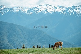 鹿,山,自然