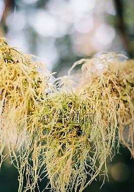 苔,植物,植被