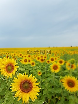 向日葵,性質(zhì),夏季