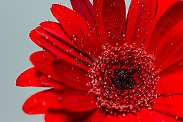花,開花,紅色