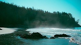 海灘,岸,樹
