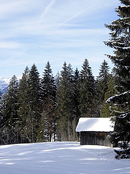 冬天,雪,森林