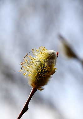 褪色柳,春天,開花