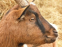 布朗,山羊,動物