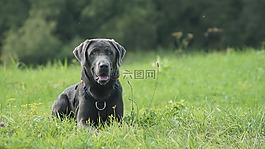 拉布拉多,狗,自然