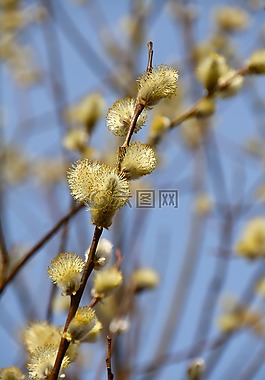 褪色柳,春天,開花