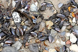 海灘,貽貝,海
