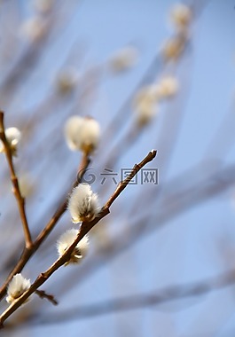 褪色柳,春天,開花