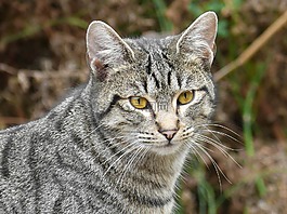 猫,housecat,绿色的眼睛