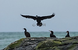 鸕鶿,skarver,鳥