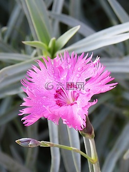 康乃馨,clavellina,花