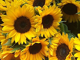 向日葵,夏季,花