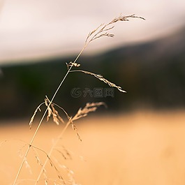 稻草,性質(zhì),草