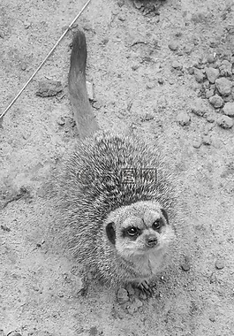 貓鼬,哺乳動物,動物園