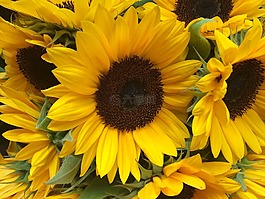 太陽花,花,黃色
