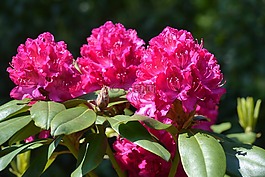 野花,花,杜鵑