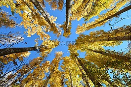 秋,季節,性質