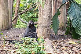倭黑猩猩,哺乳動物,動物