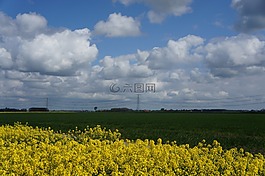 油菜,黃色,景觀(guān)