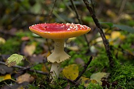蘑菇,飛木耳,紅色飛木耳香菇