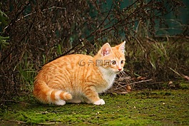 猫,小猫,红色鲭鱼斑