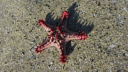海星,mar,性質(zhì)