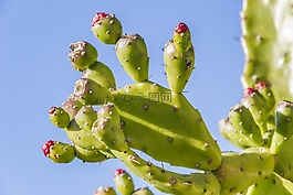 花椒梨,仙人掌,水果