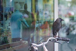 乌鸦,自行车,店