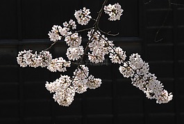 日本,櫻花,櫻桃