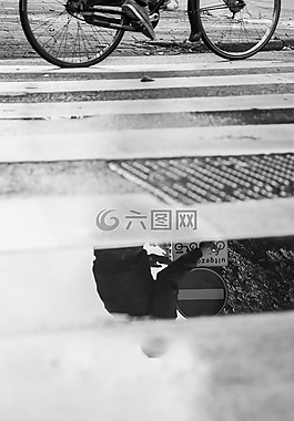 街,濕,斑馬