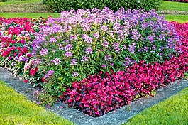 花,草,公共花園