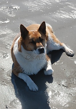 狗,海灘,沙