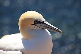 北方塘鵝,澤福格爾,鳥