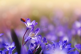花,廠,花園