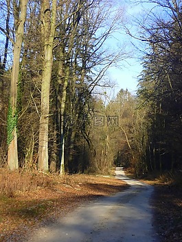 森林,路,林道