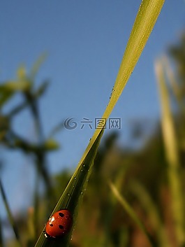 昆蟲,瓢蟲,紅