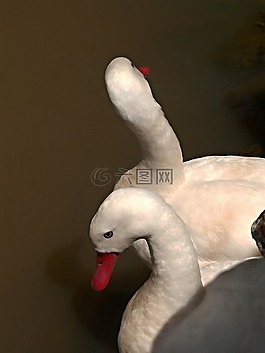 天鵝,鳥,水