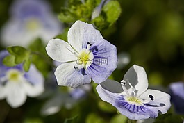 鮮花,小,白