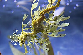 海馬,自然,海洋
