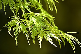 葉子,蕨類植物,春
